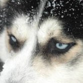 Nordlicht-Jagd mit Huskies von Kakslauttanen