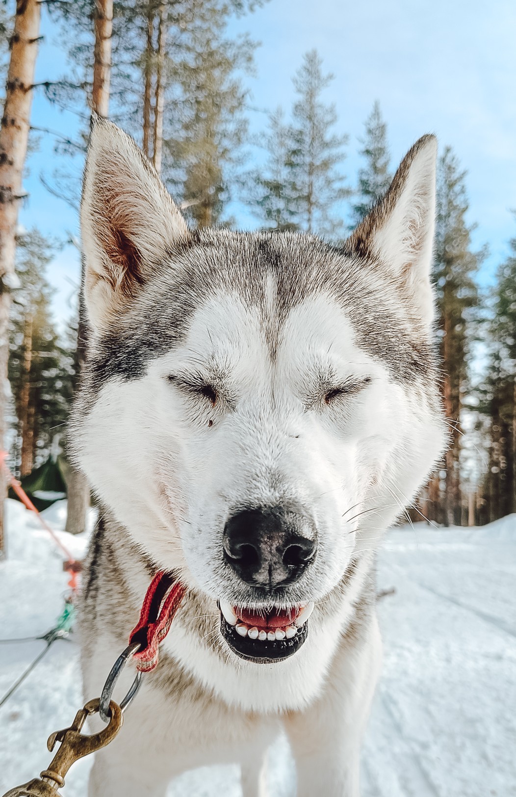 Arktisches Silvester in Rovaniemi