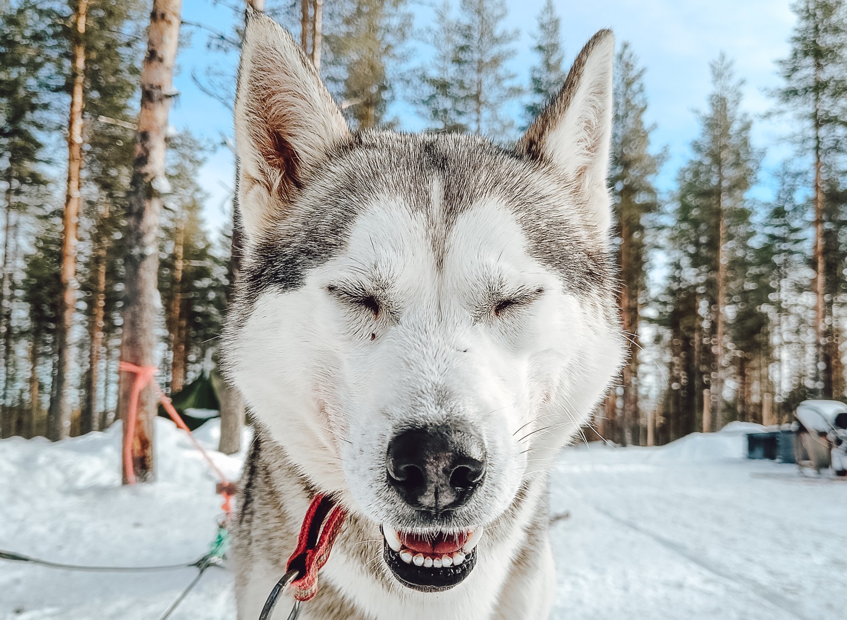 Arktisches Silvester in Rovaniemi