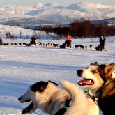 5B: Hundeschlittenfahrt in Tromsø