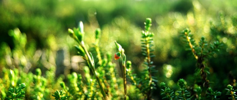 A close up on green plants that sprout.