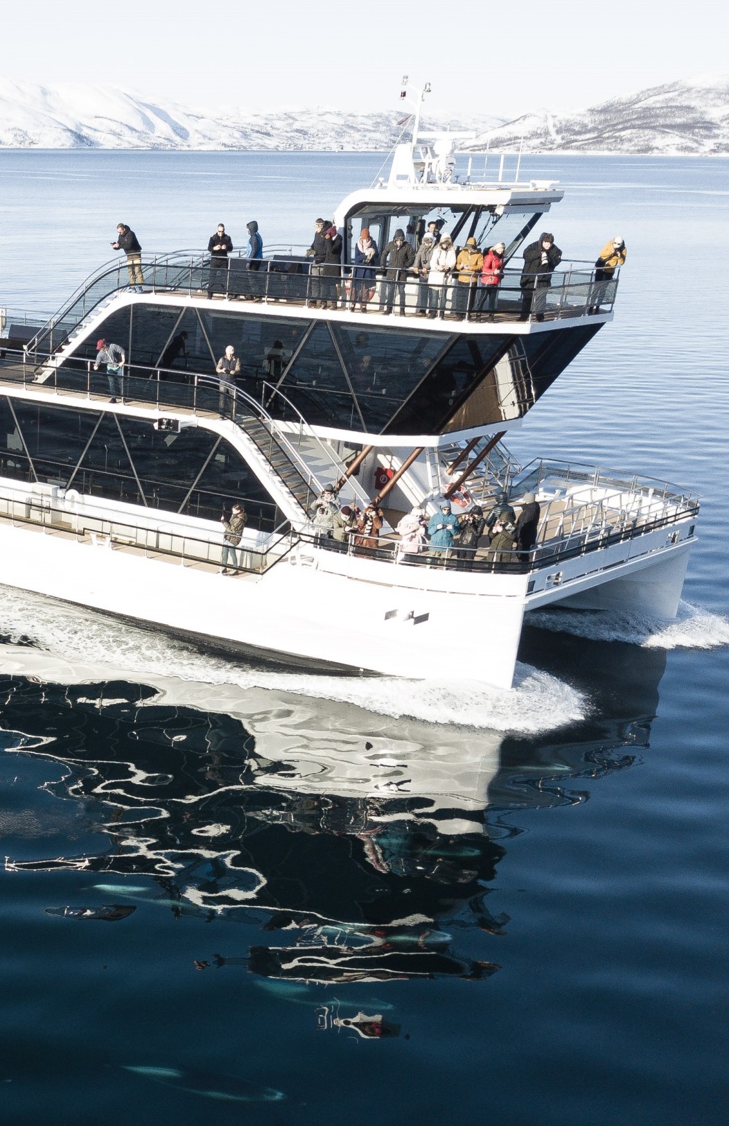 Wildtiersafari & Nordlichter in Tromsø